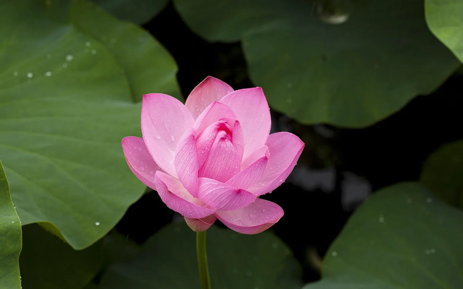 Lotus, beautiful flowers and flower