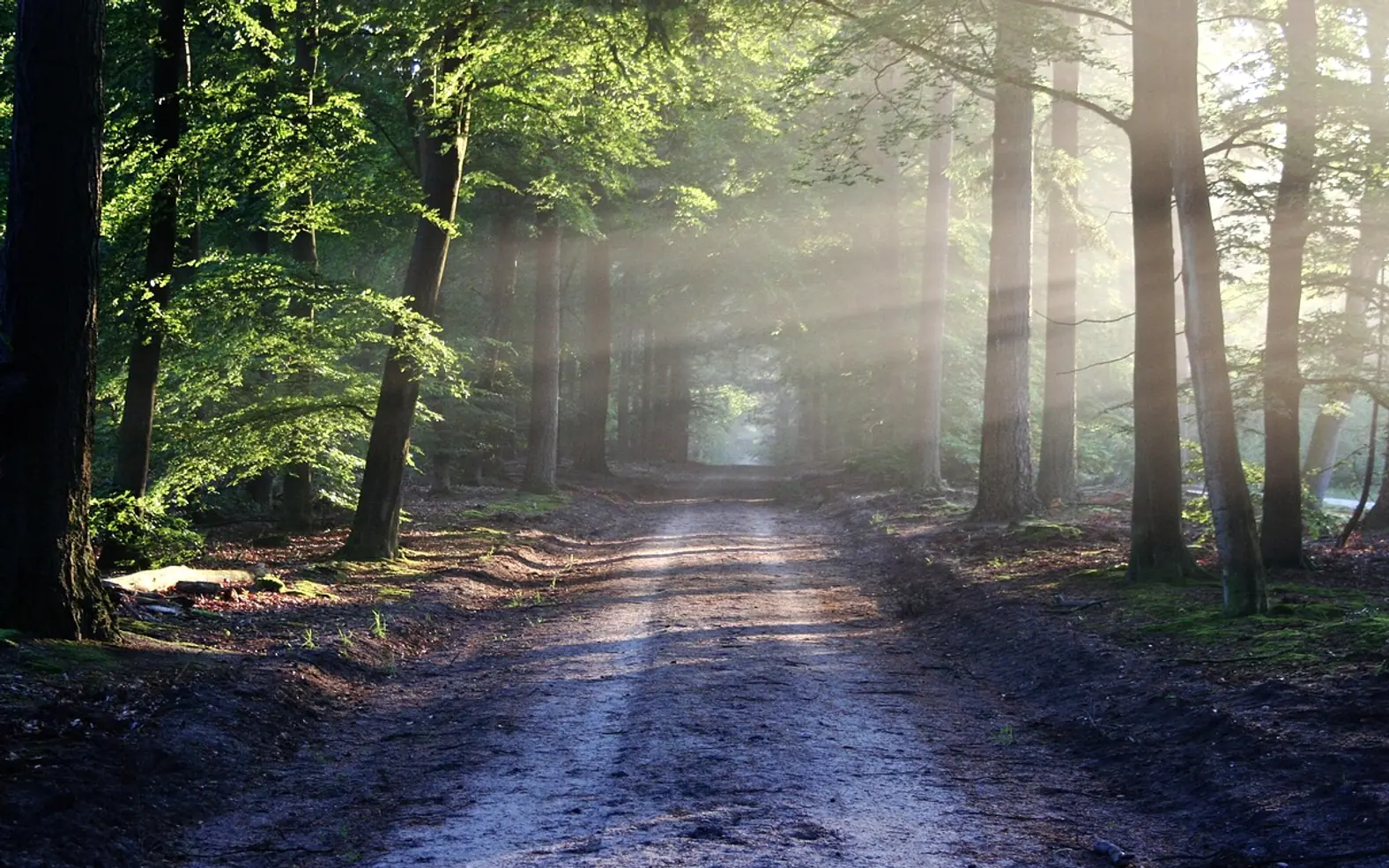 Avenue, trees and path