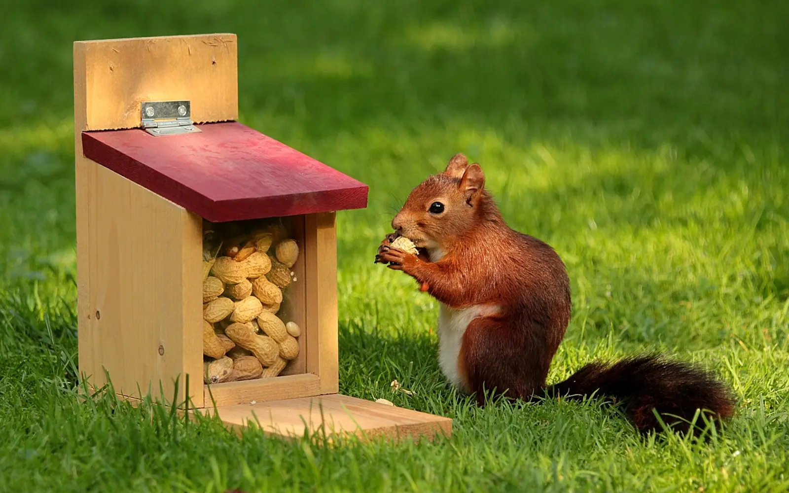 Animal, squirrel and sciurus