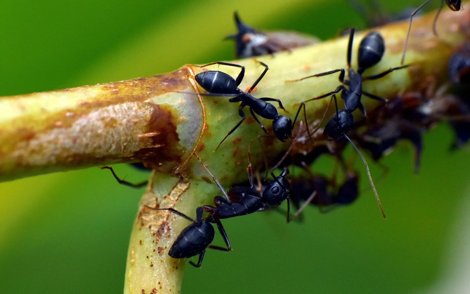 Black ant, insect and garden ant
