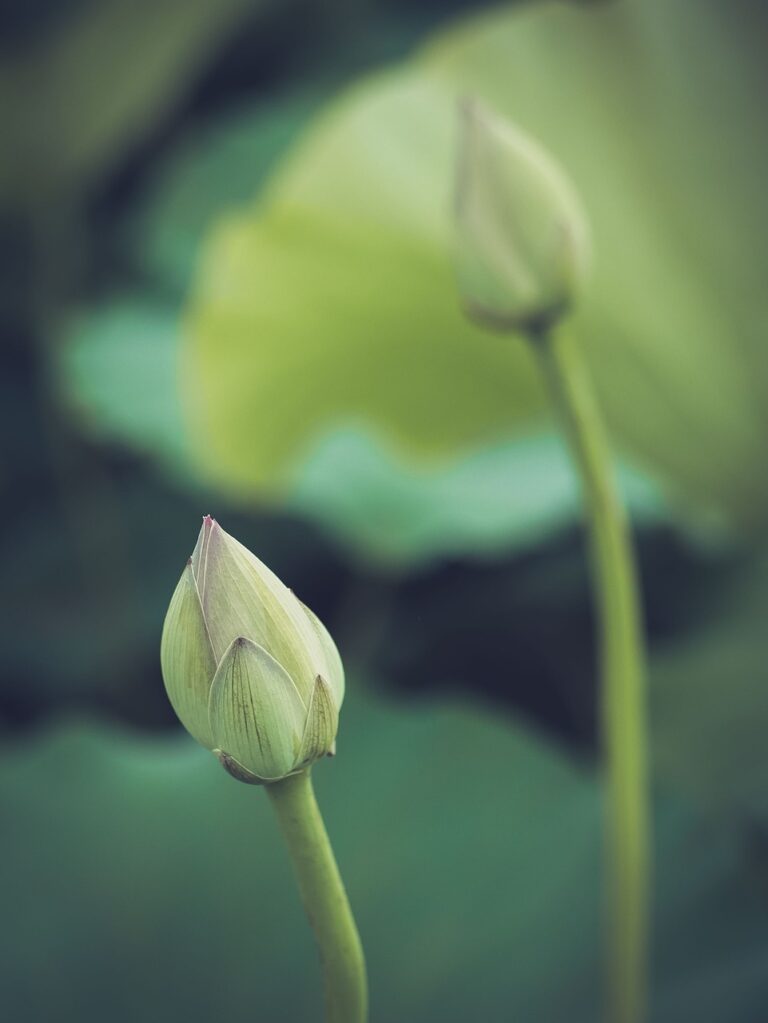 Celebrating Life: The Role of Merit-Making in Singapore’s Buddhist Funerals